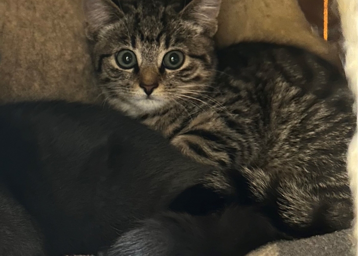 Katze, EKH, Ilona, Tierheim Burgdorf