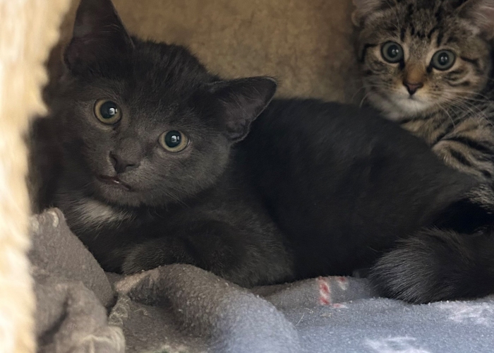 Katze, EKH, Iduna, Tierheim Burgdorf