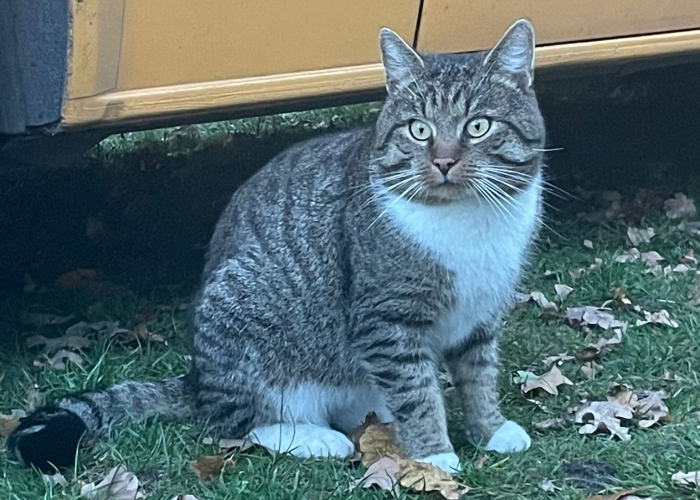 Katze, EKH, , Tierheim Burgdorf