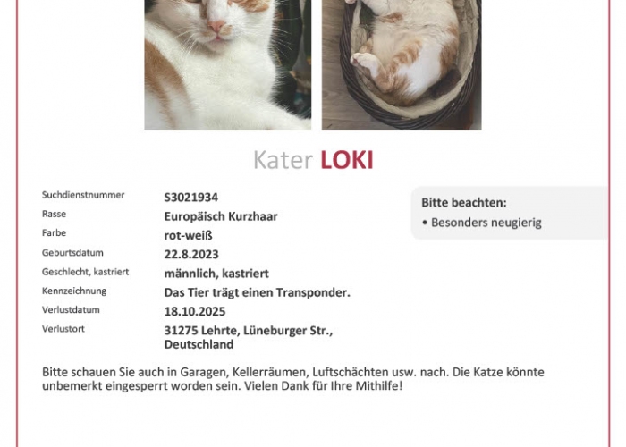 Katze, EKH, Loki, Tierheim Burgdorf