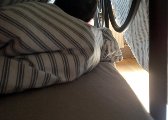 Katze, EKH, Kleopatra, Tierheim Burgdorf