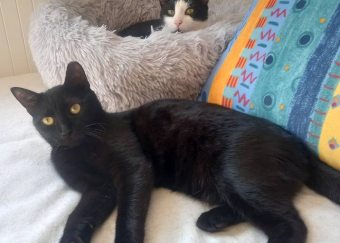 EKH-Katze, Kleopatra, Tierheim Burgdorf