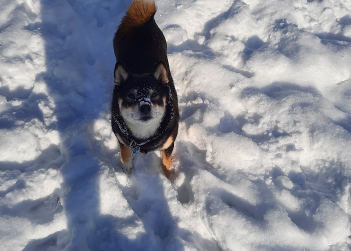 Shiba Inu-Hund, Nila, Tierheim Burgdorf