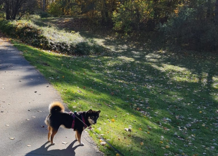 Shiba Inu-Hund, Nila, Tierheim Burgdorf