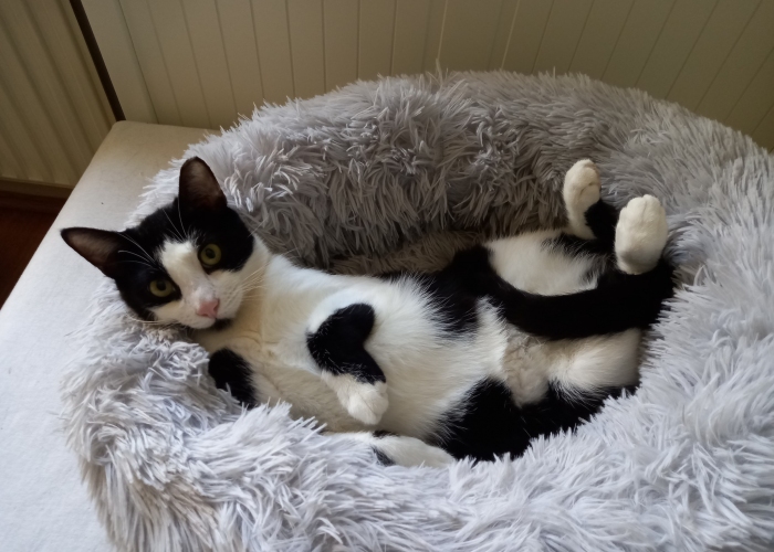 Katze, EKH, Felix, Tierheim Burgdorf