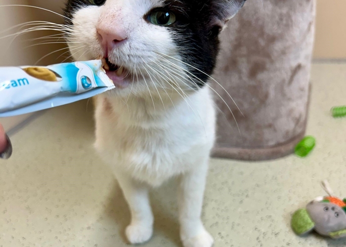 EKH-Katze, Cedric, Tierheim Burgdorf