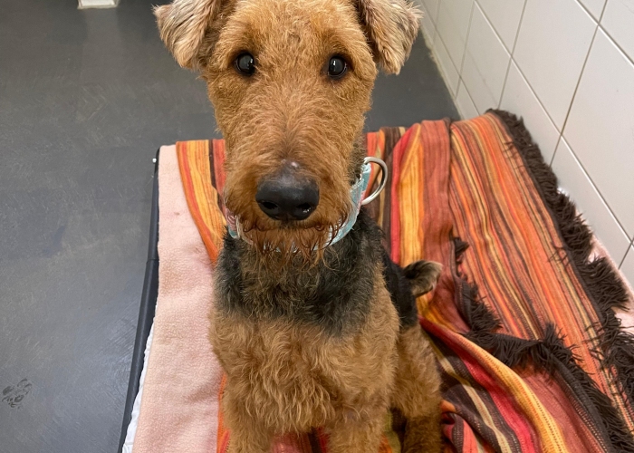 Hund, Airdale-Terrier, Annabel, Tierheim Burgdorf