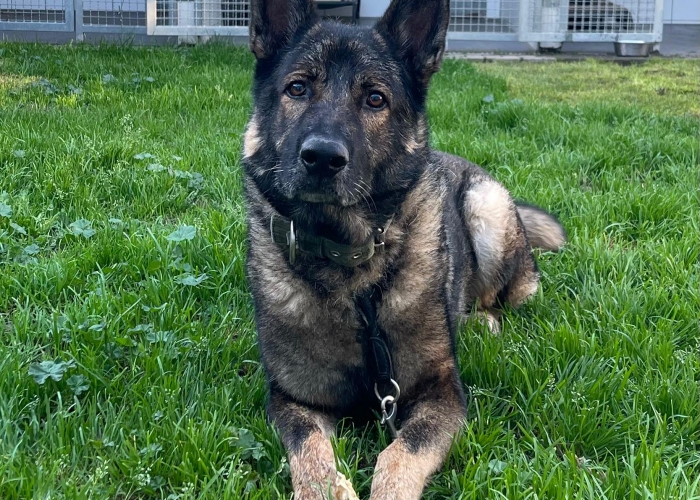 Hund, Deutscher Schäferhund (Arbeitslinie), Ricola, Tierheim Burgdorf