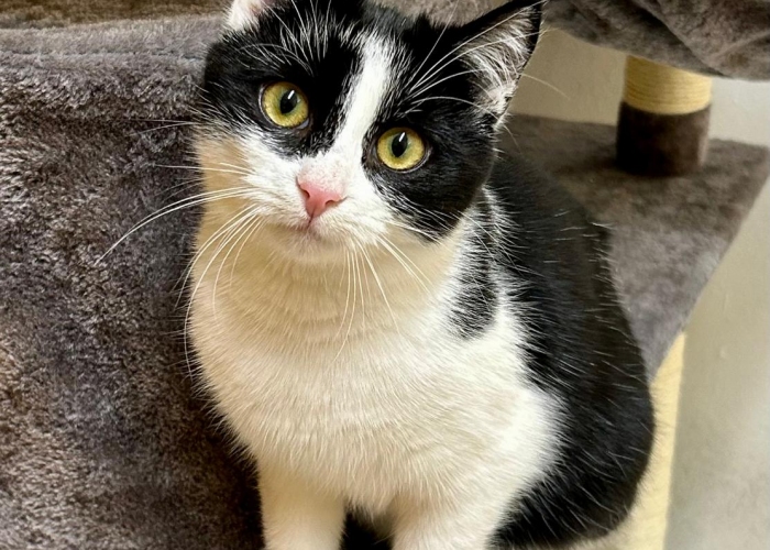 Katze, EKH, Blinzela, Tierheim Burgdorf