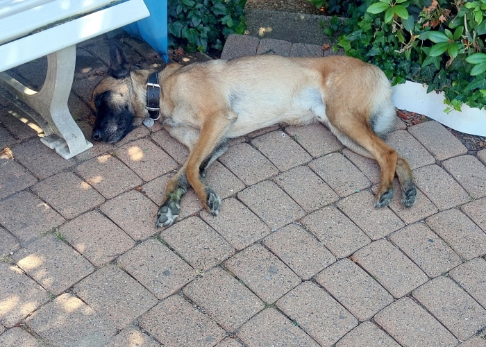 Hund, Malinois Mix, Rocket, Tierheim Burgdorf