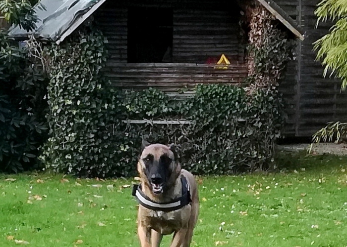 Malinois Mix-Hund, Rocket, Tierheim Burgdorf