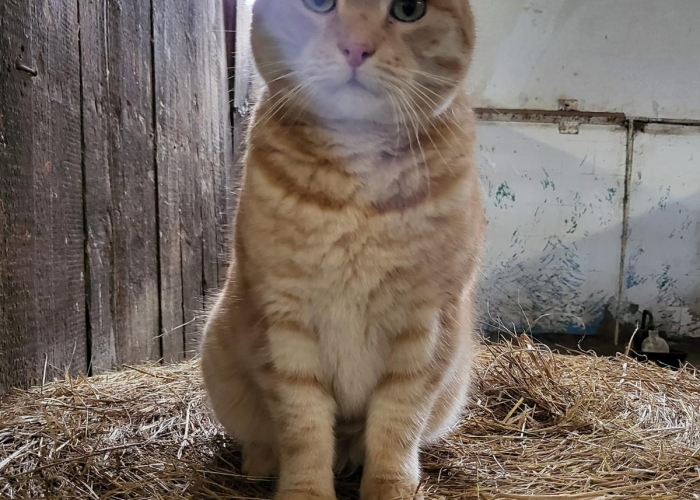 Katze, EKH, Ratatouille, Tierheim Burgdorf