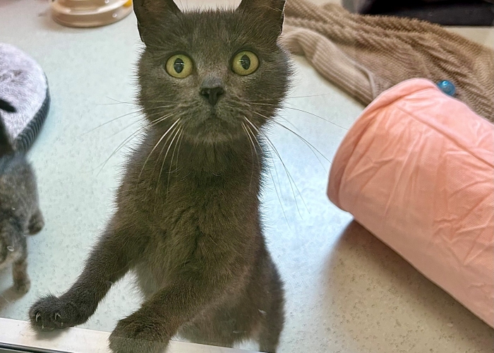 Katze, EKH-Mix, Florentine, Tierheim Burgdorf