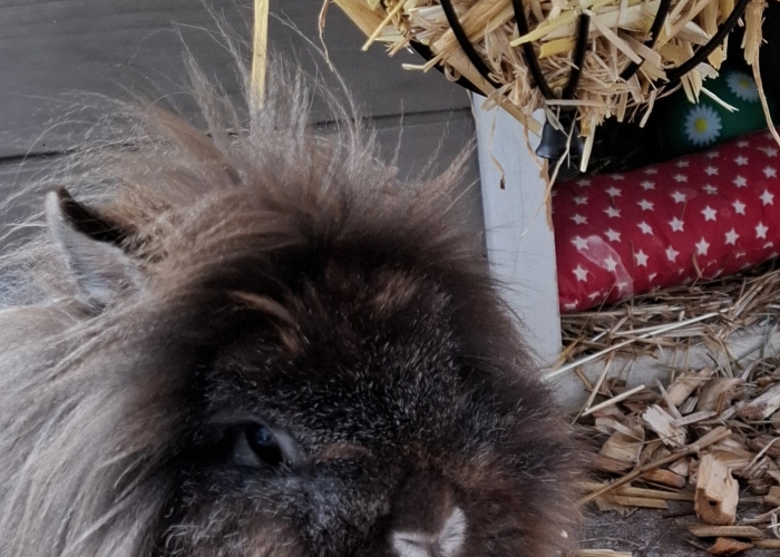 Löwenkopfzwergkaninchen-Kleintier, Lotti, Tierheim Burgdorf
