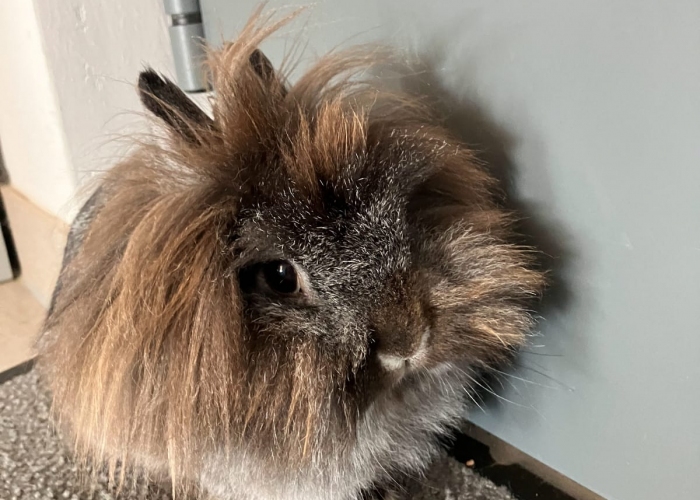 Löwenkopfzwergkaninchen-Kleintier, Lotti, Tierheim Burgdorf