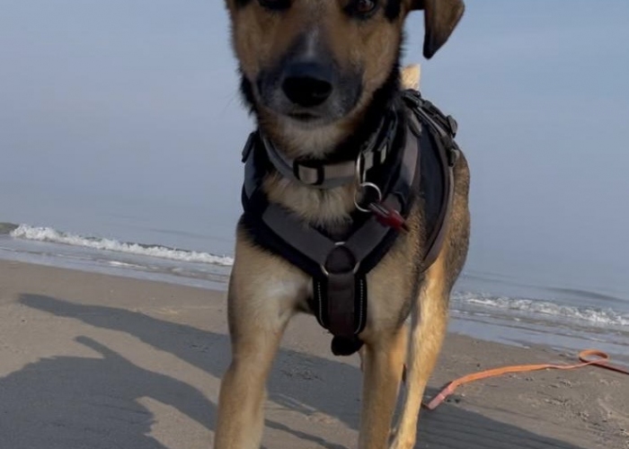 Hund, Schäferhund- Mischling ; Dackel-Mischling, Seven & Charly, Tierheim Burgdorf