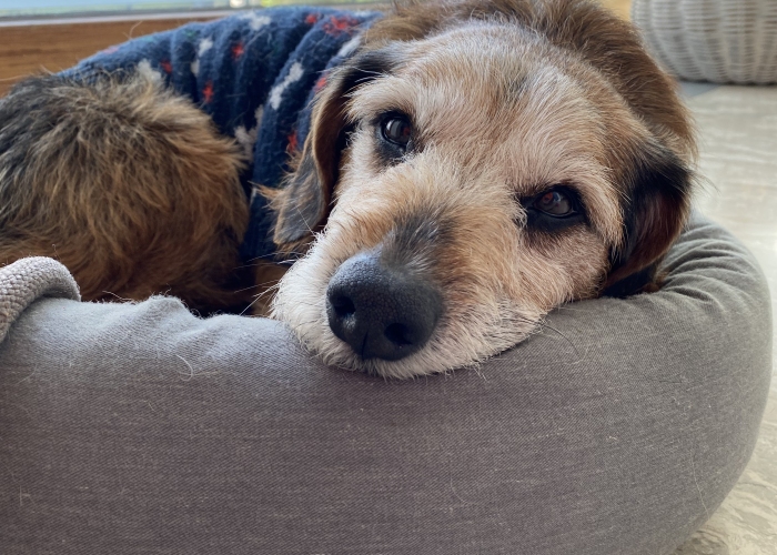 Schäferhund- Mischling ; Dackel-Mischling-Hund, Seven & Charly, Tierheim Burgdorf