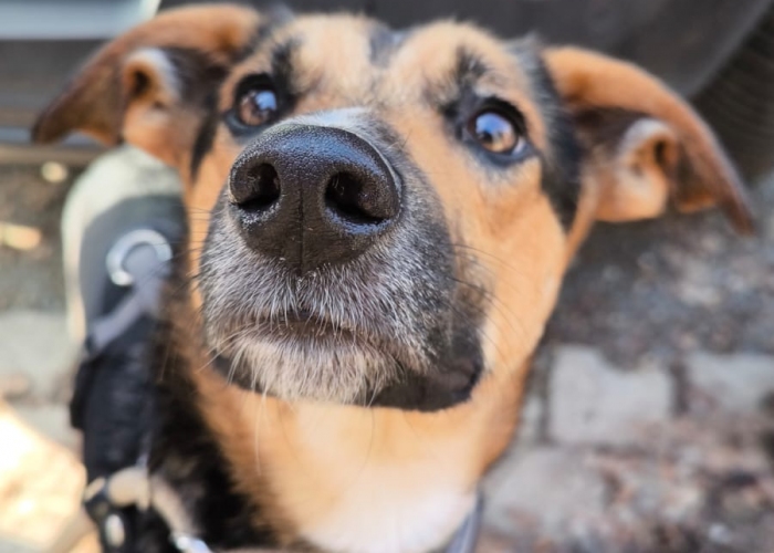 Schäferhund- Mischling ; Dackel-Mischling-Hund, Seven & Charly, Tierheim Burgdorf