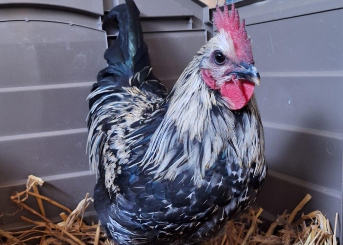 Vogel, Hahn, Fokko, Tierheim Burgdorf