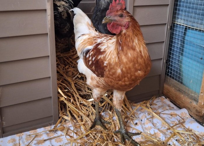 Vogel, Hahn, Hartmut, Tierheim Burgdorf