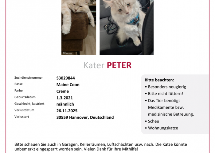 Katze, Maine-Coon, Peter, Tierheim Burgdorf