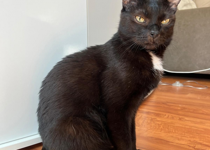 EKH-Katze, Zorzino, Tierheim Burgdorf