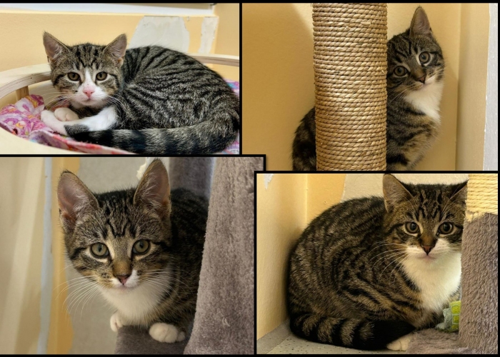 Katze, EKH, Unsere Neuzugänge, Tierheim Burgdorf