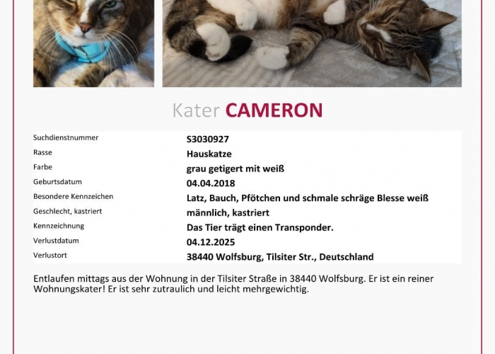 Katze, EKH, Cameron, Tierheim Burgdorf