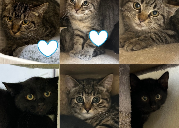 Katze, EKH, Unsere Kleinsten, Tierheim Burgdorf