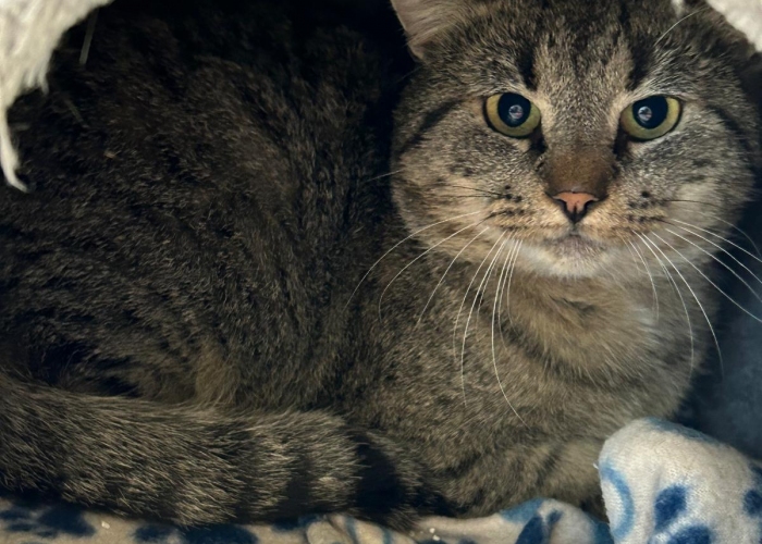 Katze, EKH, Rigatoni, Tierheim Burgdorf