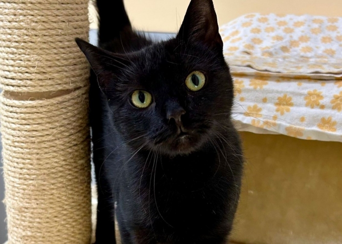 Katze, EKH, Larissa, Tierheim Burgdorf