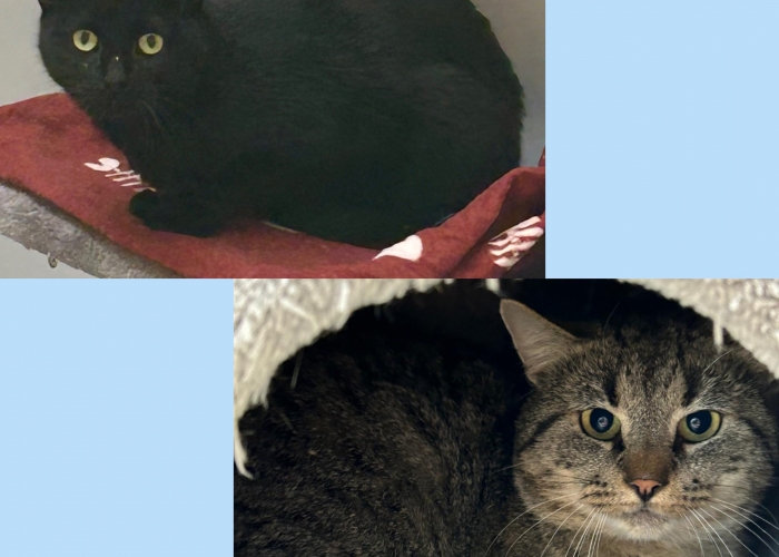 Katze, EKH, Rigatoni und Spaghetti, Tierheim Burgdorf