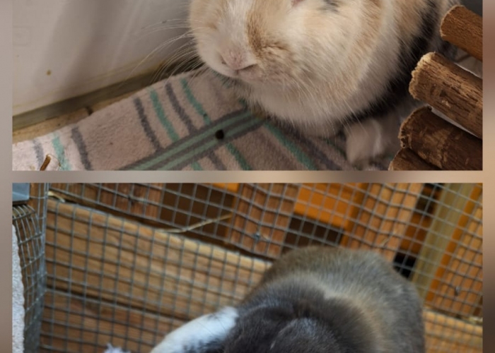 Kleintier, Widder  und Löwenköpfchen, Jingle Bell und Campanello, Tierheim Burgdorf