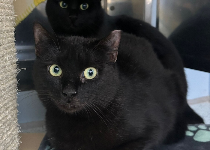 EKH-Katze, Die Adligen, Tierheim Burgdorf