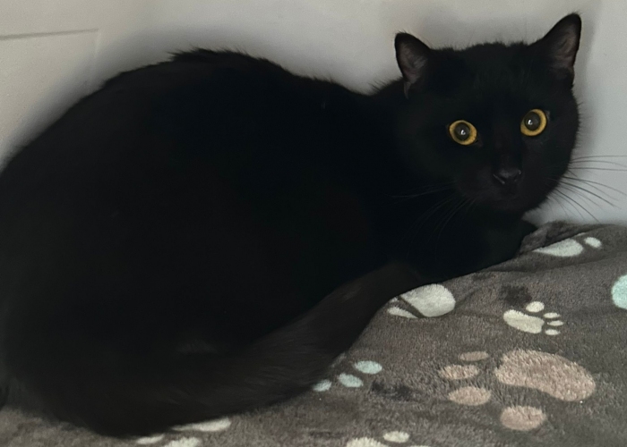 EKH-Katze, Die Adligen, Tierheim Burgdorf