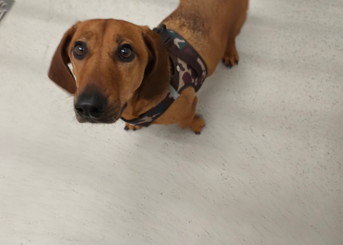 Dackel-Hund, , Tierheim Burgdorf