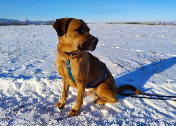 Schäferhund-Ridgeback Mischling-Hund, Balu, Tierheim Burgdorf