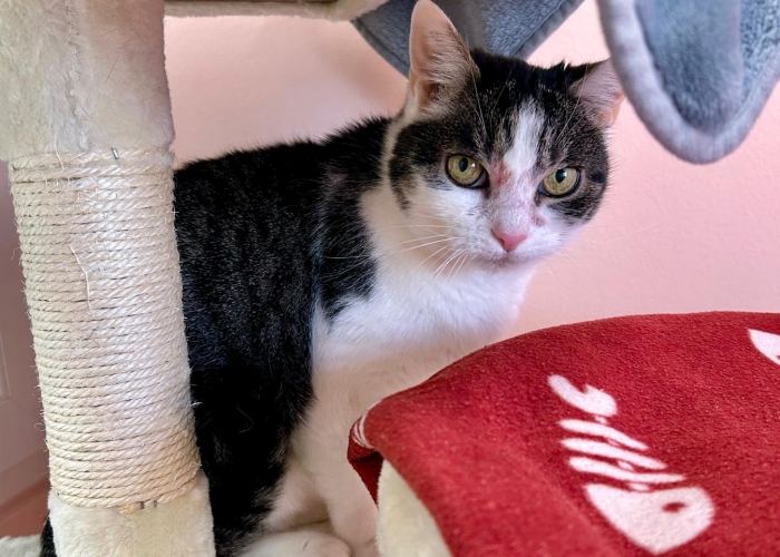 EKH-Katze, Stella, Tierheim Burgdorf