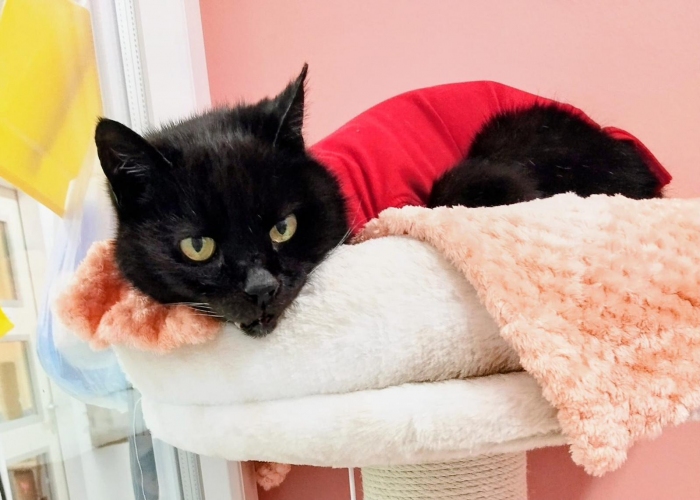 Katze, EKH, Felina, Tierheim Burgdorf