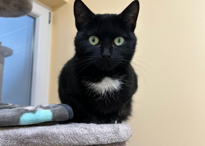 EKH-Katze, Anula, Tierheim Burgdorf