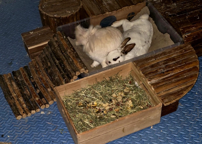 -Kleintier, Fluffy und Pünktchen, Tierheim Burgdorf