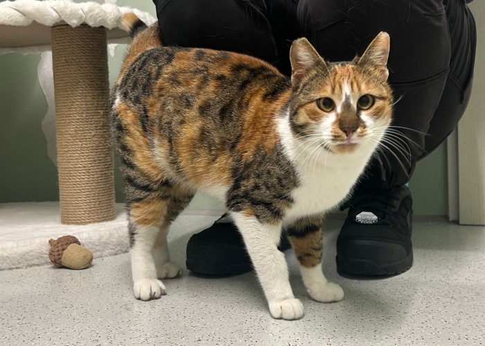 EKH-Katze, Aruna, Tierheim Burgdorf