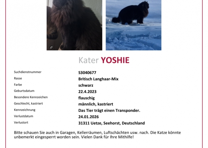 Katze, BLH-Mix, Yoshie, Tierheim Burgdorf