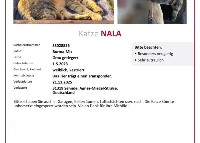 Katze, Burma Mix, Nala, Tierheim Burgdorf