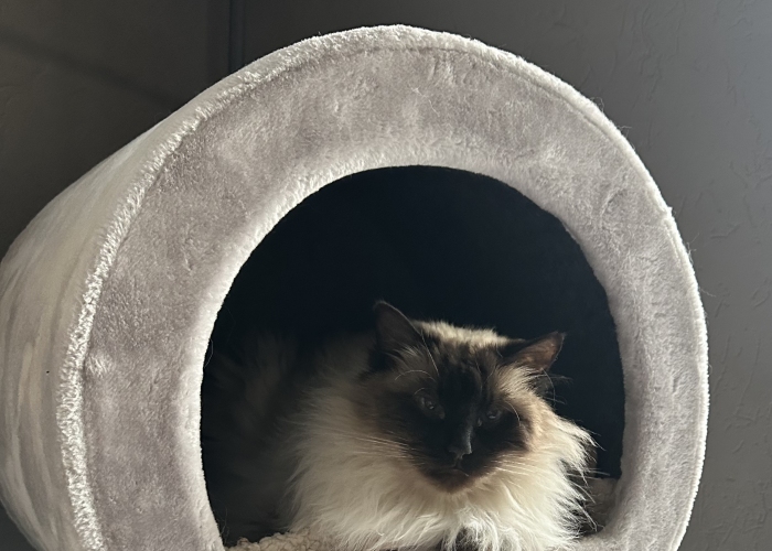 Katze, Ragdoll, Buddy, Tierheim Burgdorf