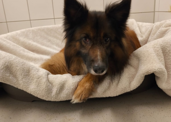 Tervueren Mix-Hund, Pablo, Tierheim Burgdorf