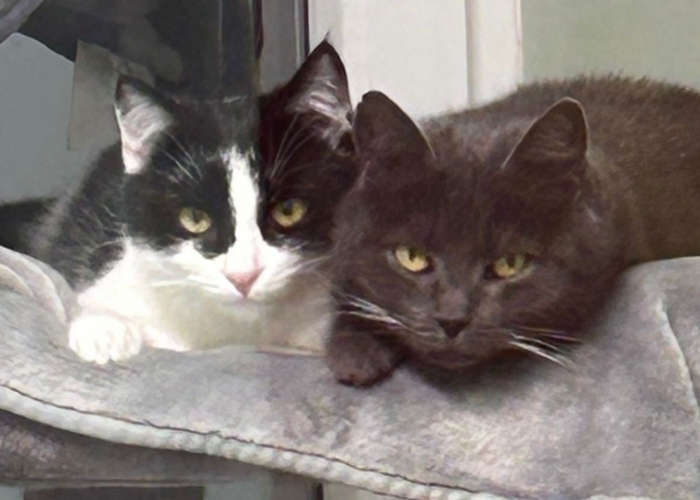 Katze, EKH-Mix, Florentine und Blinzela, Tierheim Burgdorf