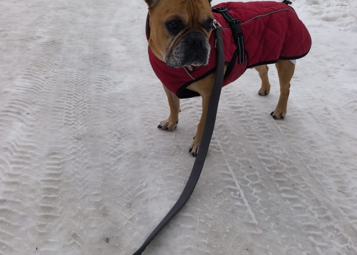 Hund, Französische Bulldogge, Dexter, Tierheim Burgdorf