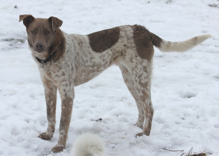 Hund, Mischling, Taavi, Tierheim Burgdorf