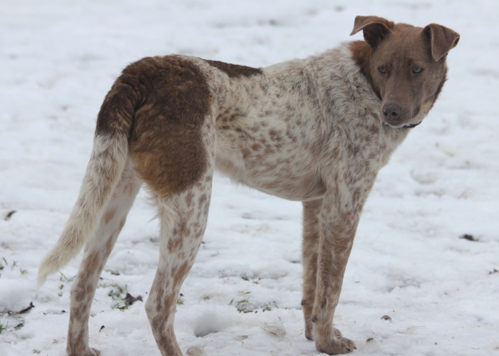 Mischling-Hund, Taavi, Tierheim Burgdorf